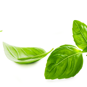 Basil PNG