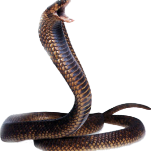 Cobra snake PNG image, free download picture