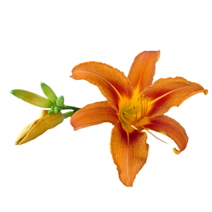 Lilium PNG