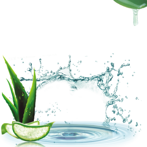 Aloe vera PNG