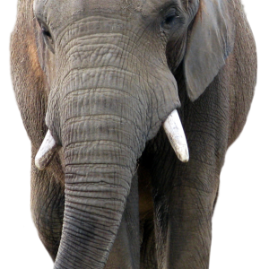 Elephant PNG