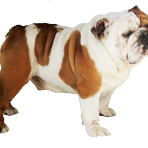 Bulldog PNG