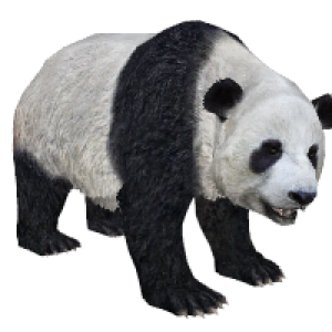 Panda PNG
