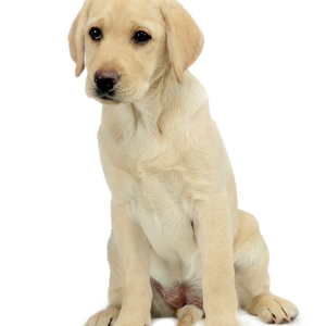 Labrador Retriever PNG