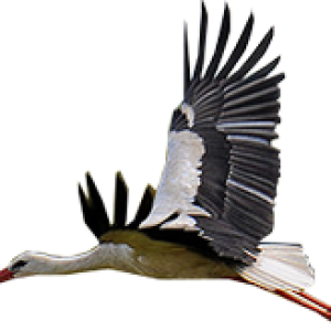 Stork PNG