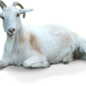 Goat PNG