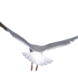 Bird PNG
