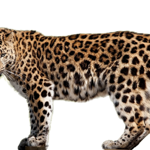 Leopard PNG