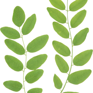 Green leaf PNG