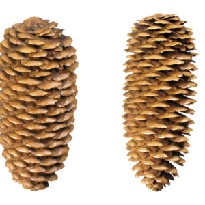 Pine cone PNG