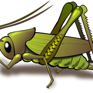 Grasshopper PNG