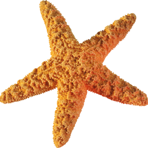 Starfish PNG