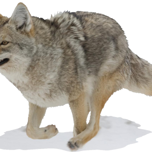 Jackal, coyote PNG