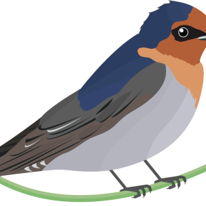 Swallow PNG