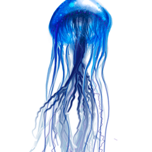 Jellyfish PNG