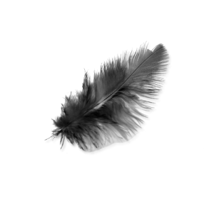 Feather PNG