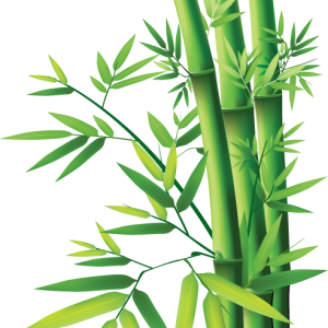 Bamboo PNG