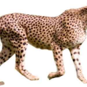 Cheetah PNG