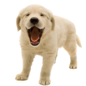 dog png image, picture, download, dogs