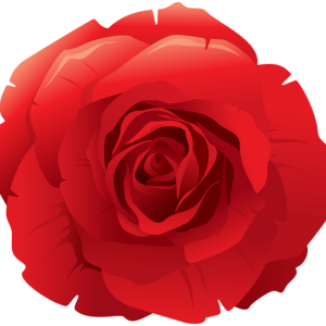 Rose PNG