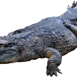 Crocodile, gator PNG