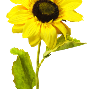 Sunflower PNG