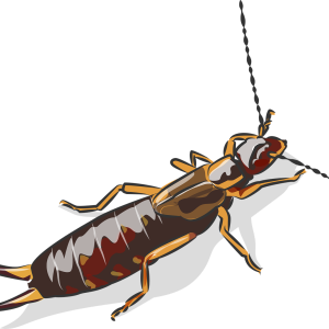 Earwig PNG