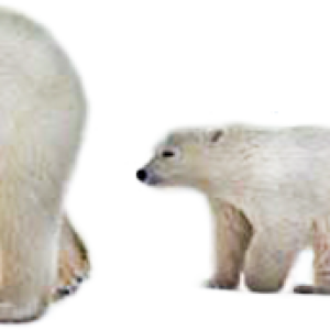 Polar white bear PNG