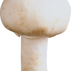 Mushroom PNG image
