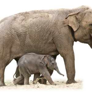 Elephant PNG