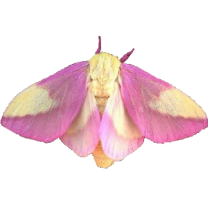 Moth PNG