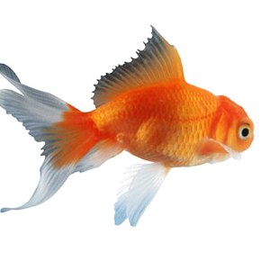 Goldfish PNG