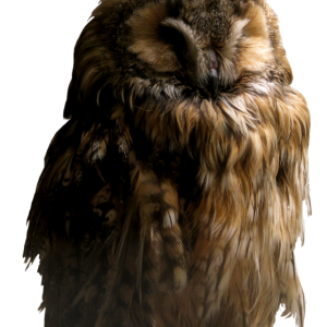 Owl PNG