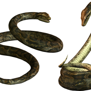 Snake PNG image picture download free
