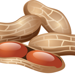 Peanut PNG