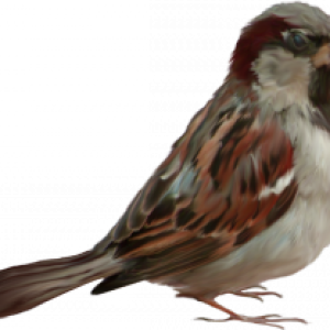Sparrow PNG