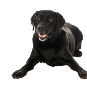 Labrador Retriever PNG