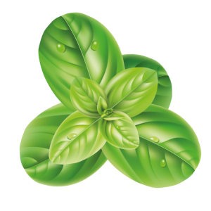 Basil PNG