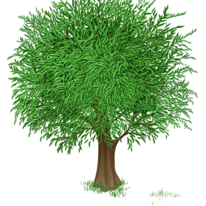 tree PNG
