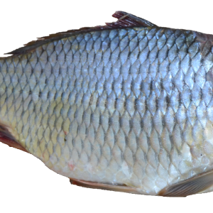 fish PNG image