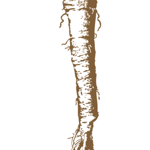 Horseradish PNG