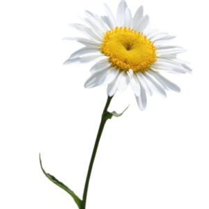Camomile PNG image, free flower picture
