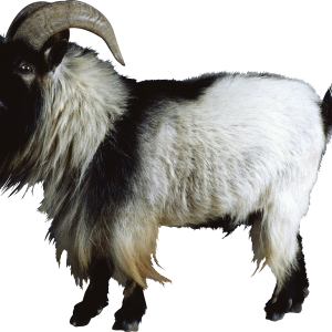 Goat PNG