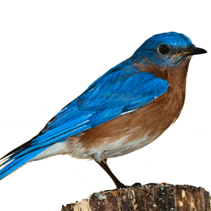 Bird PNG