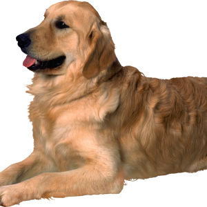 Dog PNG