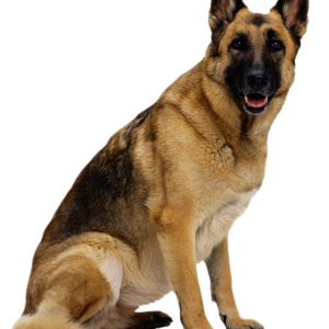 Dog PNG