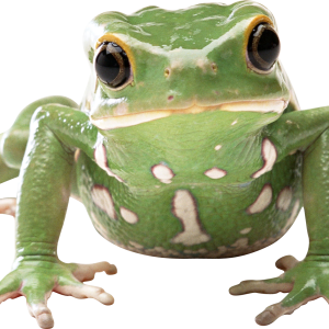 Frog PNG