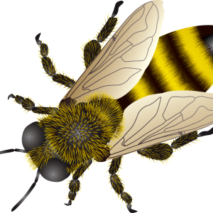 Bee PNG image