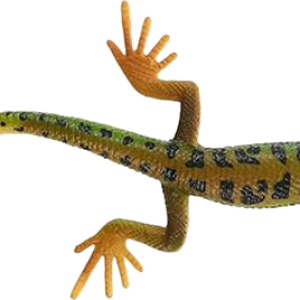 Gecko PNG