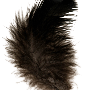 Feather PNG